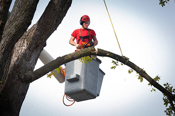 Best Professional Tree Care  in Chama, NM